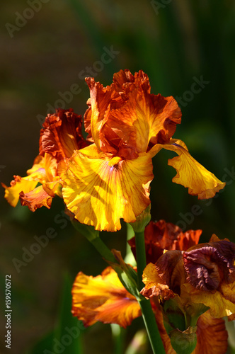 iris flower in a garden of iris at Florence  Italy.