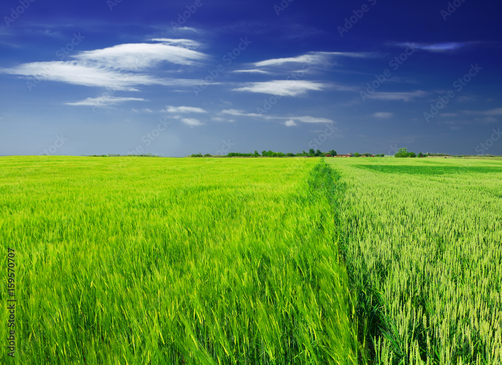green wheat field and clouds