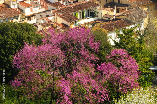 Blooming trees in Bardini Garden, Florence, Italy.