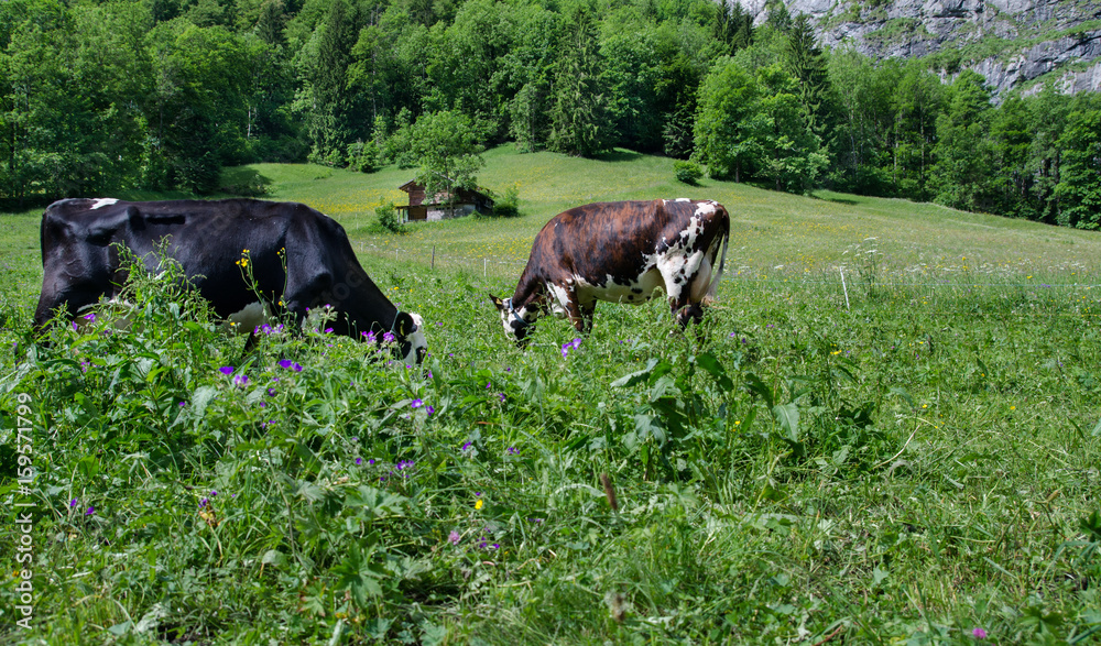 Cows on meadow at Lauterbrunnen-Stechelberg valley, Switzerland Cows on meadow at Lauterbrunnen-Stechelberg valley, Switzerland