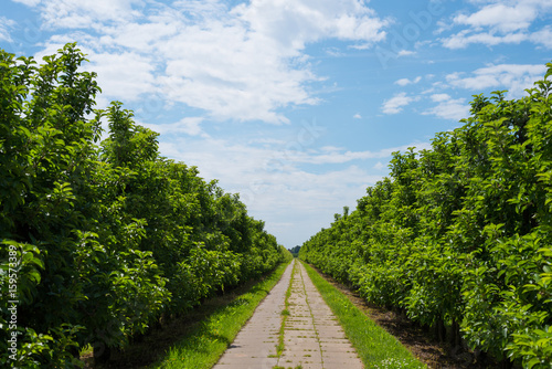 straight paved path between rows of lush green apple trees on plantation under beautiful blue sky