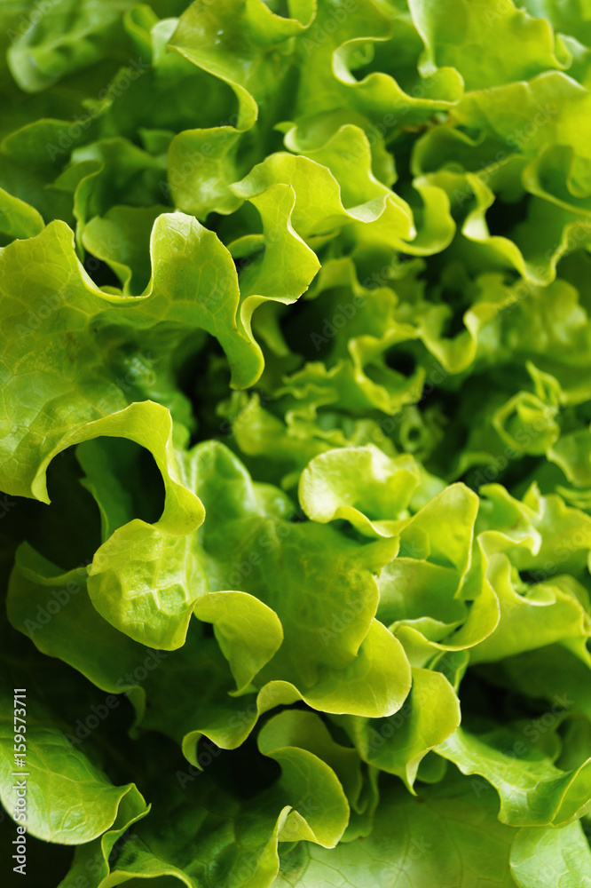 Lettuce Lettuce