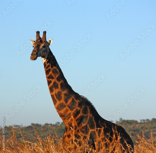 Photography Giraffe
