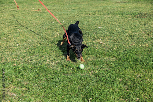 Beauceron with Australian Shepherd Dog Playing in Park photo