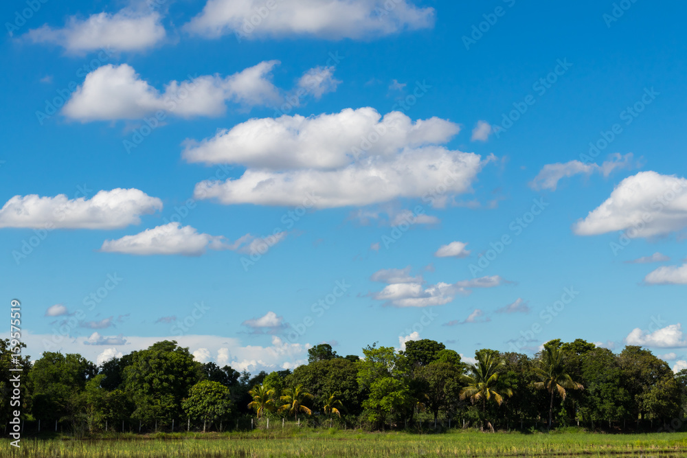 Obraz premium Garden plants with sky clouds.