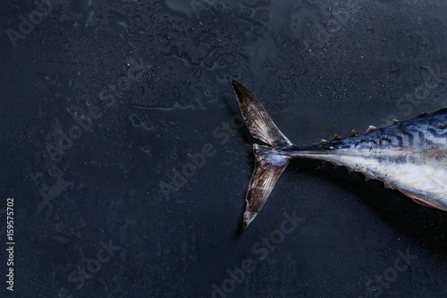 Bilde på lerret Tail of raw fresh whole tuna fish over dark wet metal background