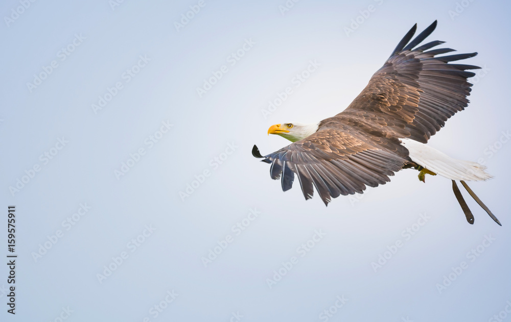 Obraz premium Fliegender Weißkopfseeadler