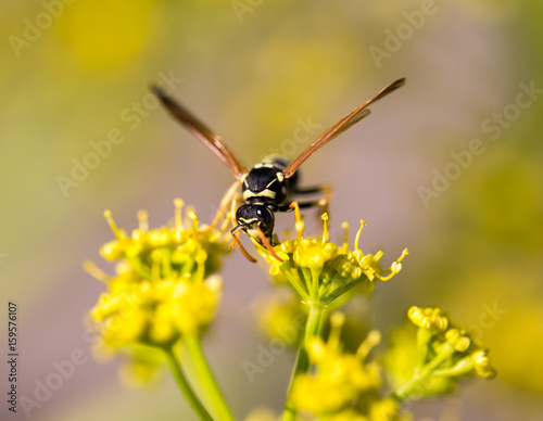 Wasp on yellow flower in nature © schankz