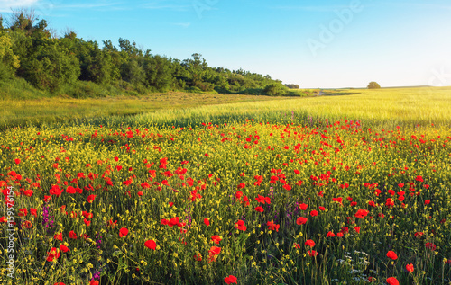 Spring flowers in field. Beautiful landscapes.