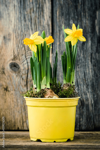 Fototapeta Naklejka Na Ścianę i Meble -  Spring narcissus in yellow pot on old wooden background. Toned, soft focus