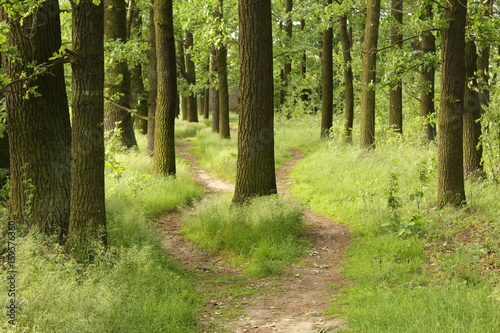 Crossroads in forest/ These are two forest ways .