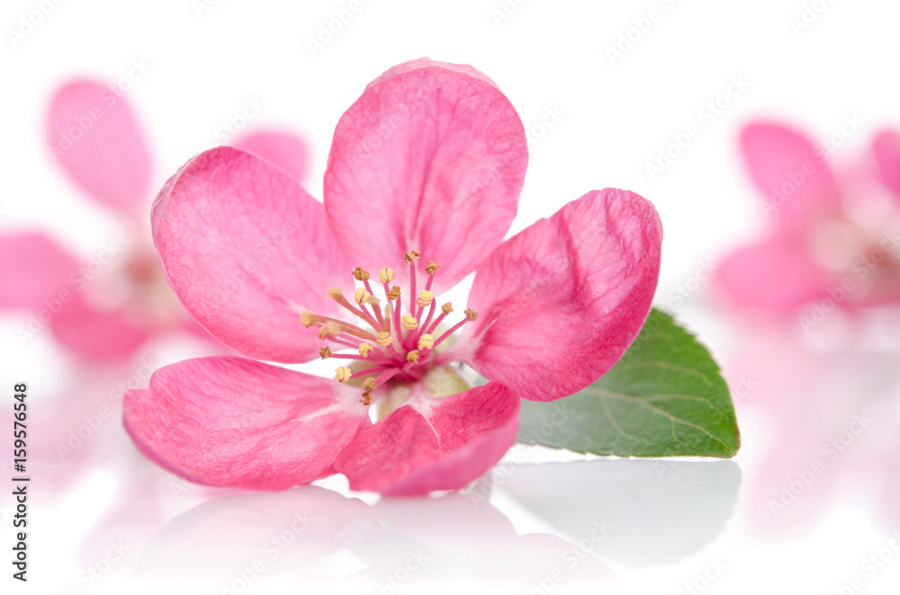 some beautiful pink flowers isolated on white background some beautiful pink flowers isolated on white background