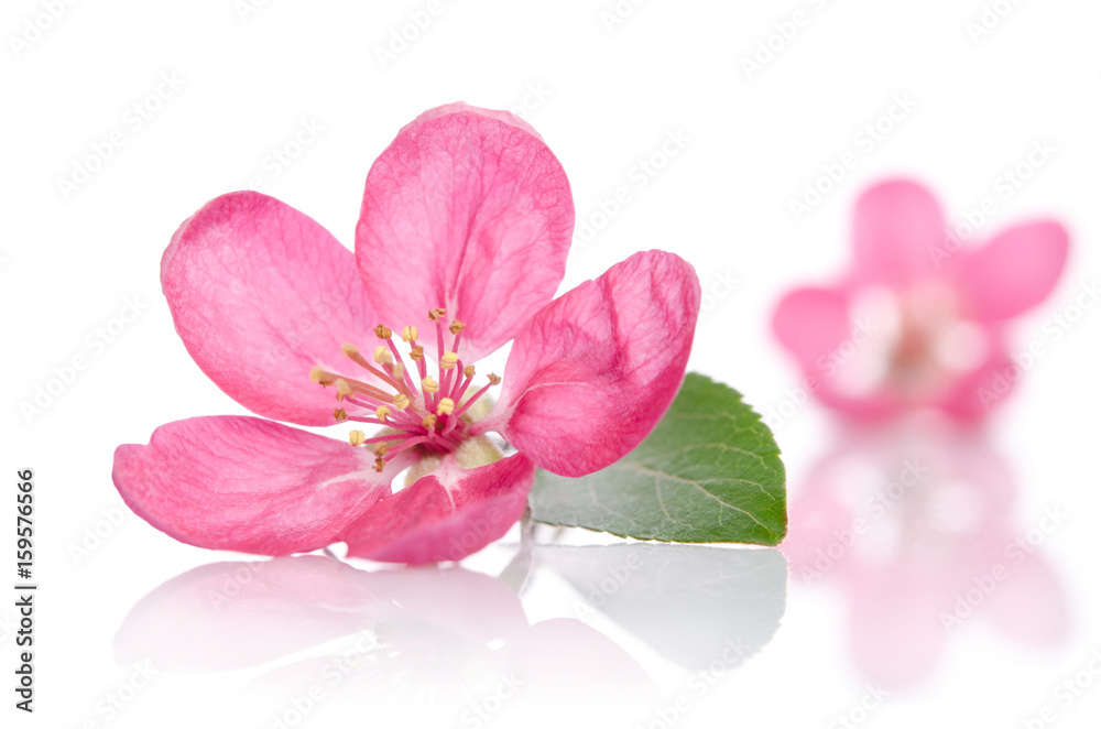 some beautiful pink flowers isolated on white background some beautiful pink flowers isolated on white background