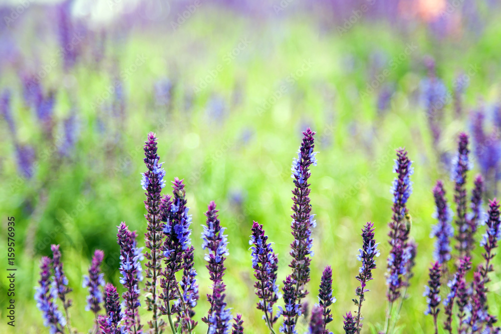 Naklejka premium Purple Lupine Spring Blossom