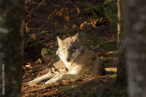 Wolves in the forest