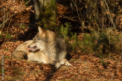 Wolves in the forest