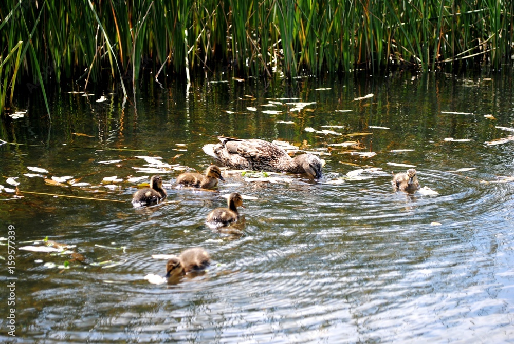 mother duck ( mallard duck, anas platyrhynchos ) with ducklings swimming on lake surface mother duck ( mallard duck, anas platyrhynchos ) with ducklings swimming on lake surface