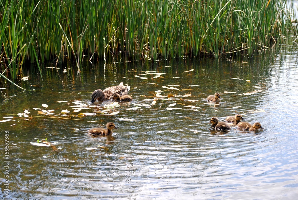 mother duck ( mallard duck, anas platyrhynchos ) with ducklings swimming on lake surface