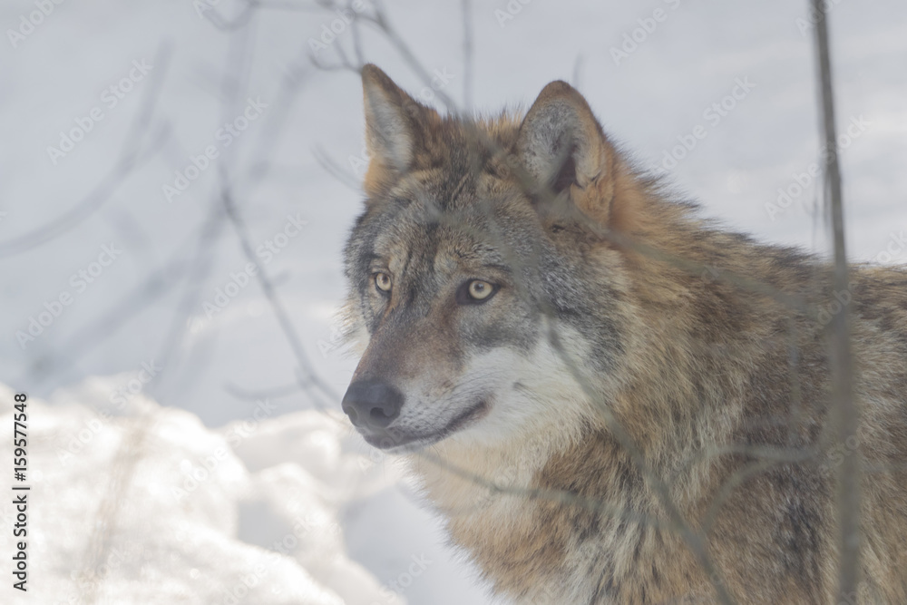 Wolf in the snow
