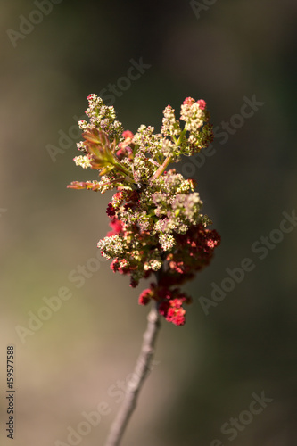 Pistachier terebinthe (Pistacia terebinthus L.) photo