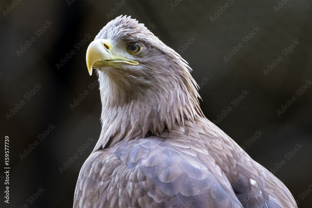 Obraz premium White-tailed eagle - オジロワシ１