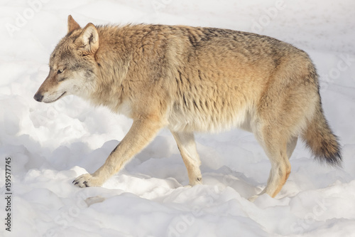 Wolf in the snow © sandradombrovsky
