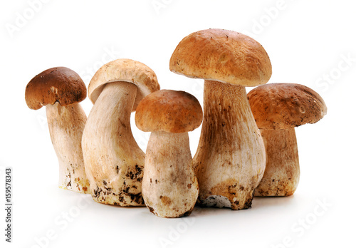 Mushroom of Cep o