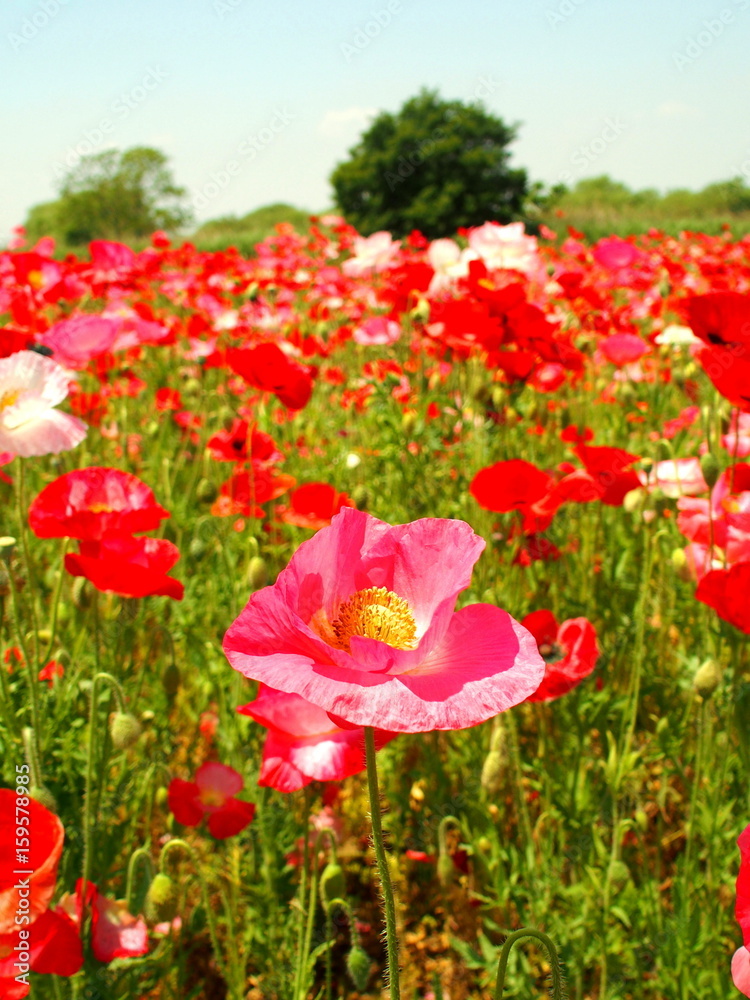 Naklejka premium ポピー咲く風景