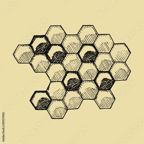 Bees honeycomb sketch. Hand drawing vector illustration