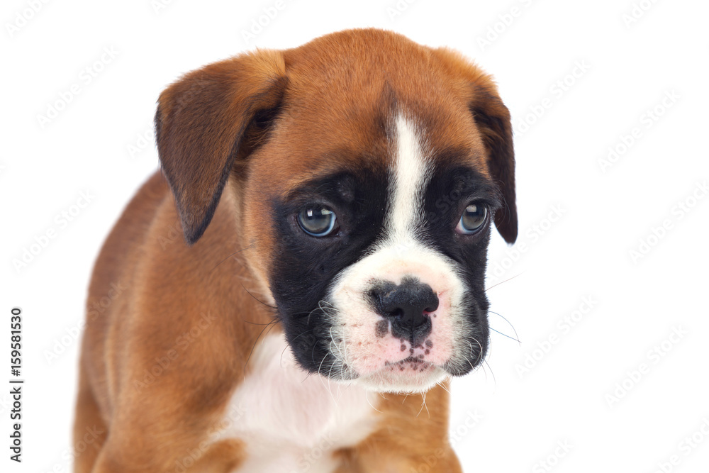 Adorable boxer puppy sitting
