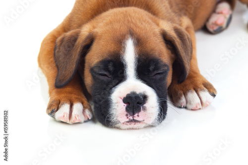 Adorable puppy lying on the floor