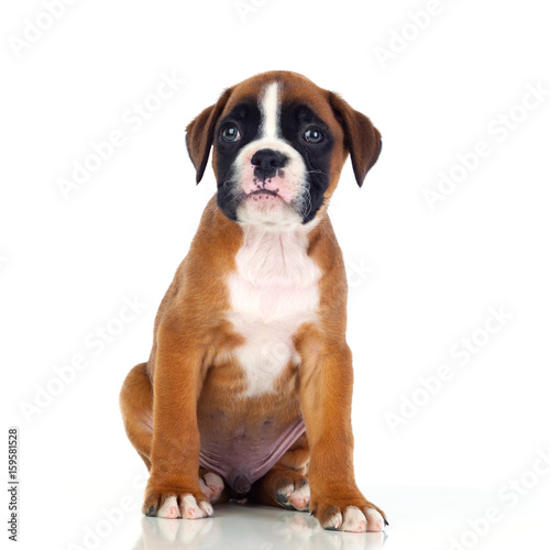 Adorable boxer puppy sitting