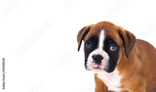 Portrait of a adorable boxer puppy © Gelpi