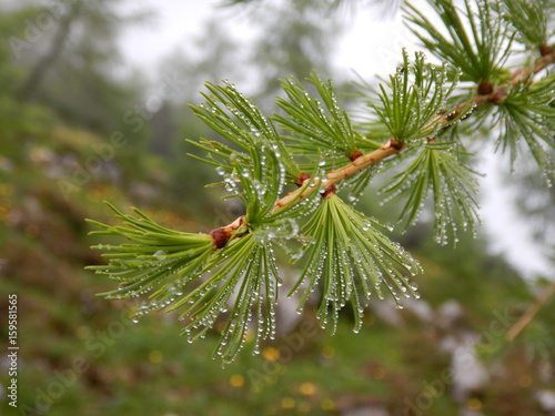 larch green branch with water drops