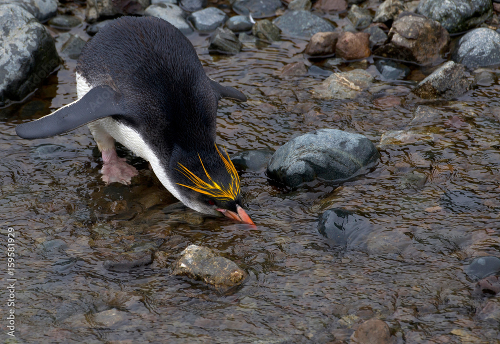 Royal penguin drinks fresh water, at the Royal penguin colony, at Sandy