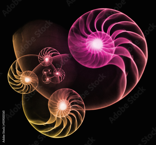 Colorized x-ray collage of nautilus shells