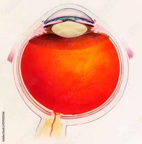 Diagrammatic cross section of the human eye photo