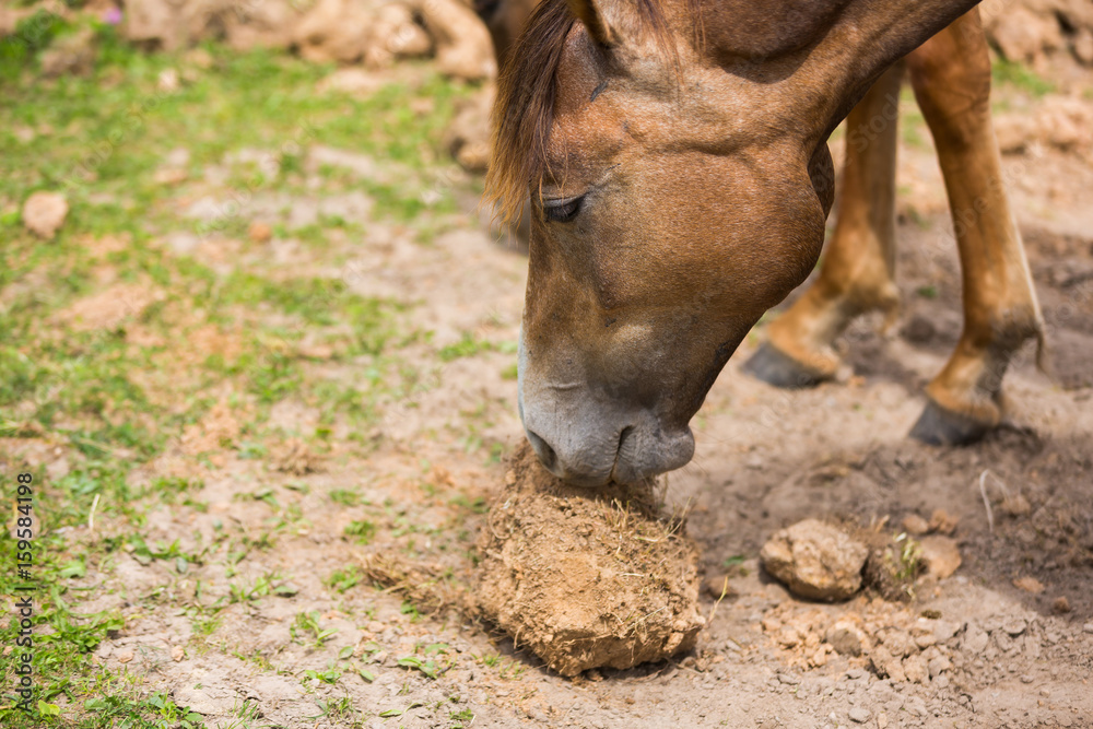 Fototapeta premium Horse eat roots