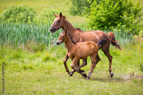 Cute horses on summer meadow