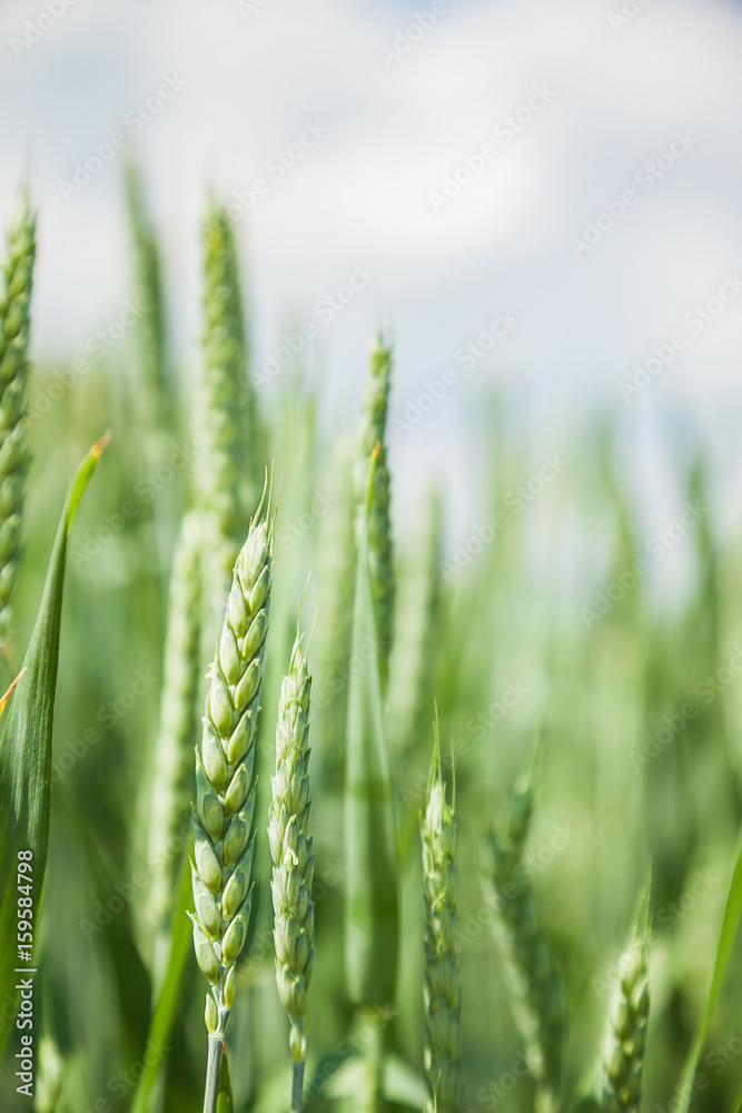 Green wheat field on sunny summer day