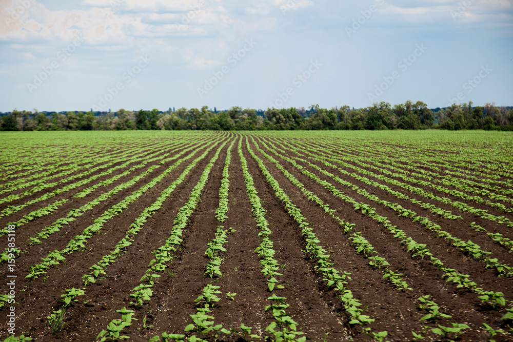 Rows of young sunflower field on sunny summer day