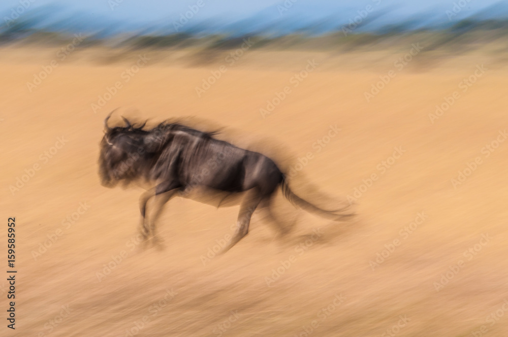 Running Wildebeest_2 Running Wildebeest_2