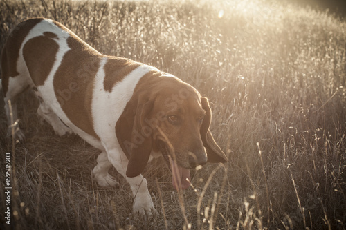 Basset hound walking confidently through the long grass photo