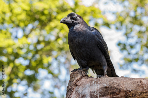 Crow with a big beak