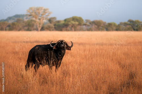 Fototapeta Naklejka Na Ścianę i Meble -  Wild Buffalo