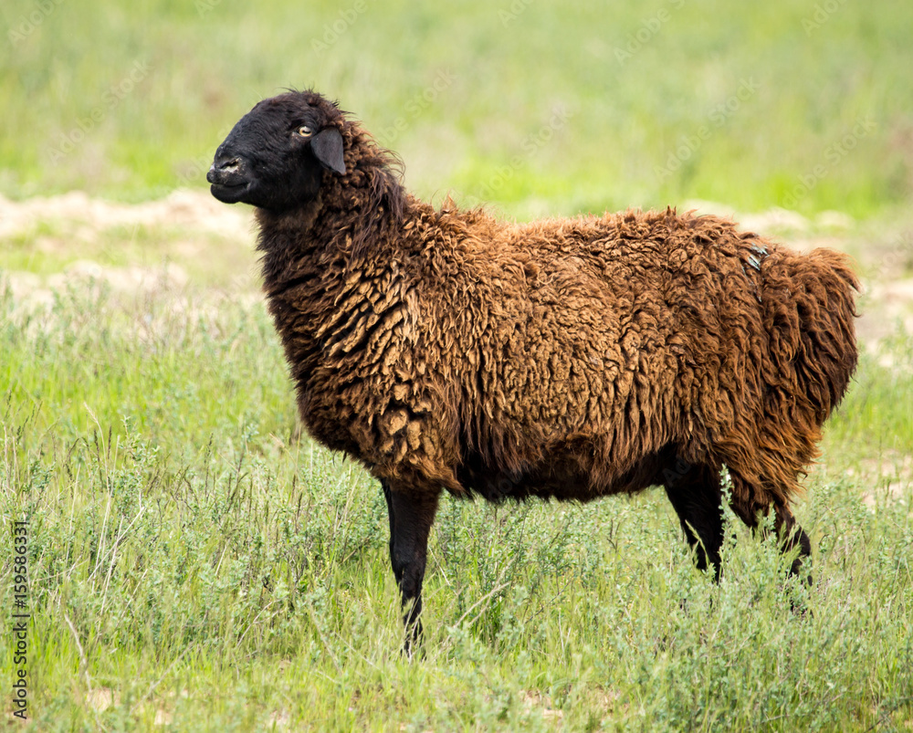 Ram in the pasture in the spring Ram in the pasture in the spring