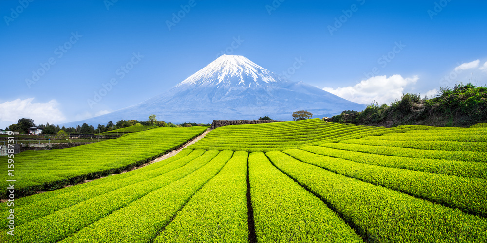 Naklejka premium Uprawa herbaty w Japonii z górą Fuji w tle