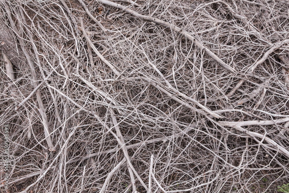 Pile of totally dry tree branches closeup, background/texture. Pile of totally dry tree branches closeup, background/texture.