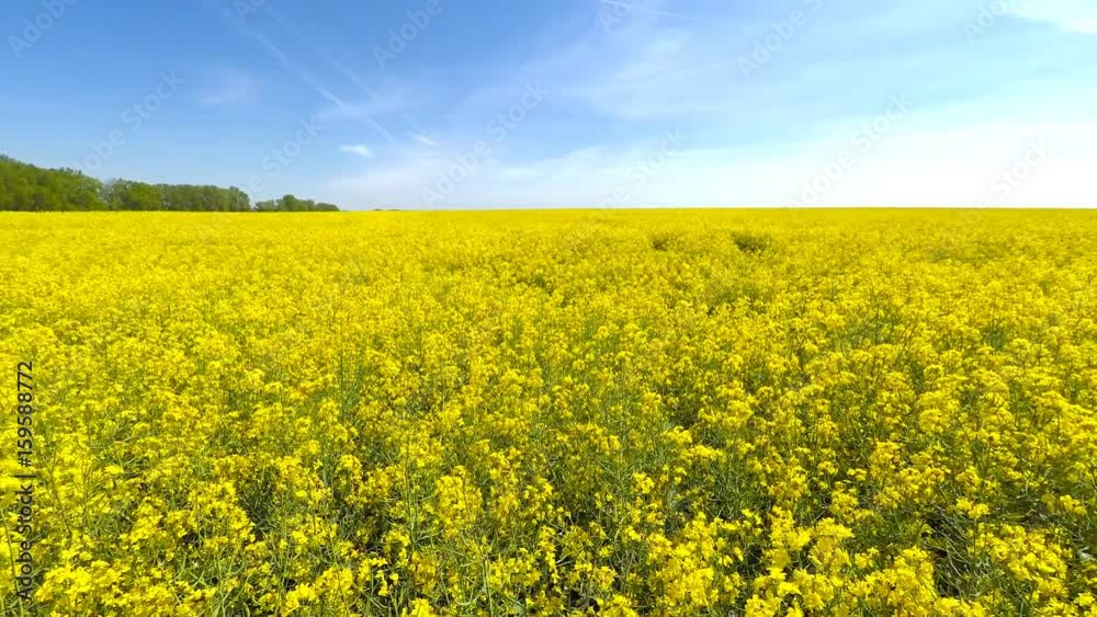 Field with yellow flowers on a sunny day. Field with yellow flowers on a sunny day.