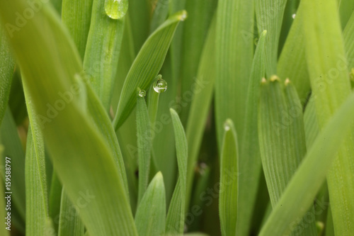 Fresh green wheat grass with drops dew   Macro background